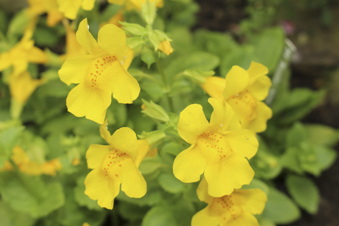Mimulus, una de las flores de Bach más efectivas