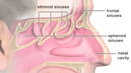 Diagrama de los senos nasales frontal, etmoidales y esfenoidales