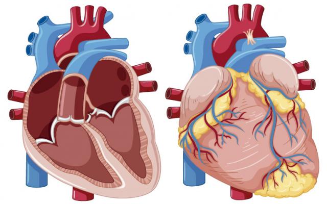 sistema cardiovascular