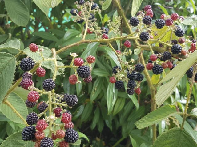 Mora silvestre en la zona rural de Medellín, Colombia, ejemplo para seguir una alimentación antiinflamatoria