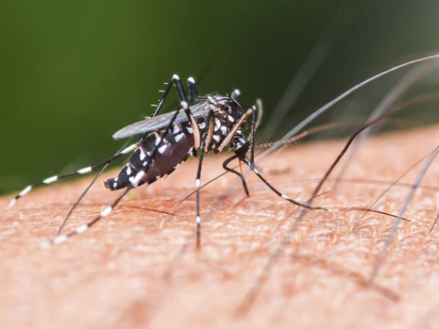 Mosquito transmitiendo la enfermedad de chikungunya.