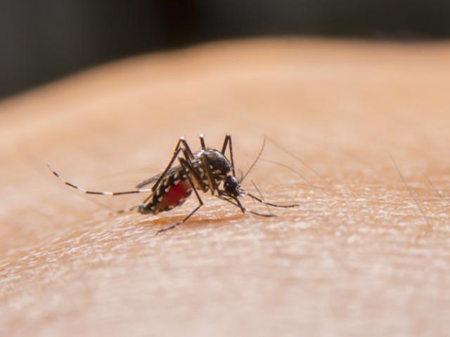 El mosquito Aedes está contagiando el virus del dengue. 