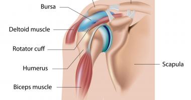 Anatomía del hombro
