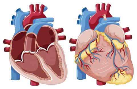 sistema cardiovascular