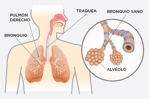 Sistema respiratorio y asma